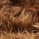 Wild brown