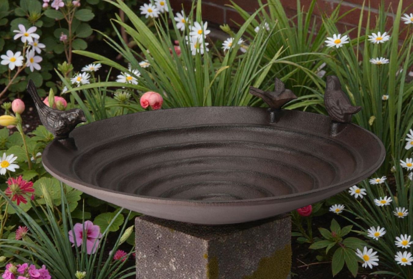 Pool bird bath Philippi
