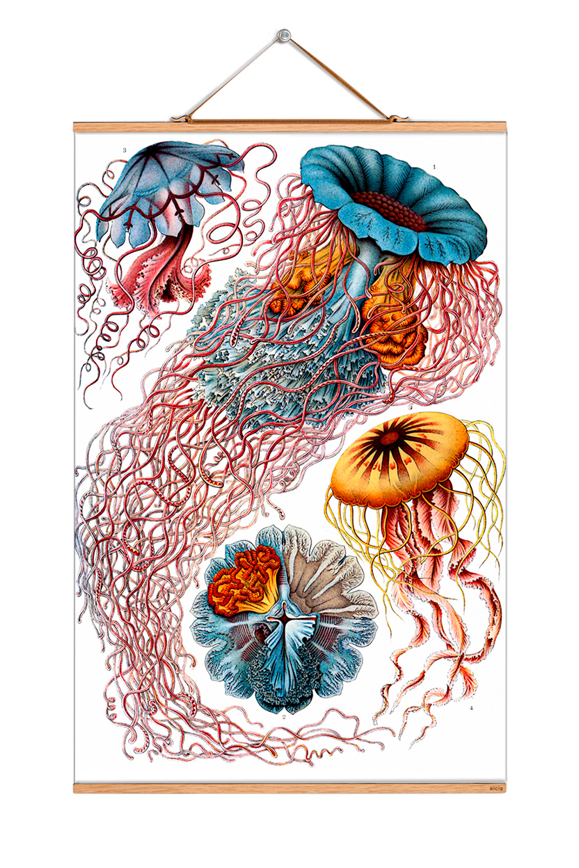 Ernst Heinrich Philipp August Haeckel Poster NO 09 eicie SINGLE PIECES
