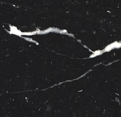 B 70 x T 70 x H 31 cm / Tischplatte Nero Marquina 