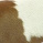 Brown and white cowhide