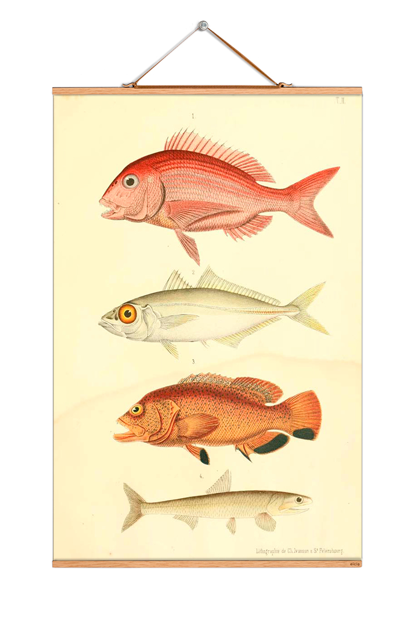 Fish Poster No 66 eicie SINGLE PIECES