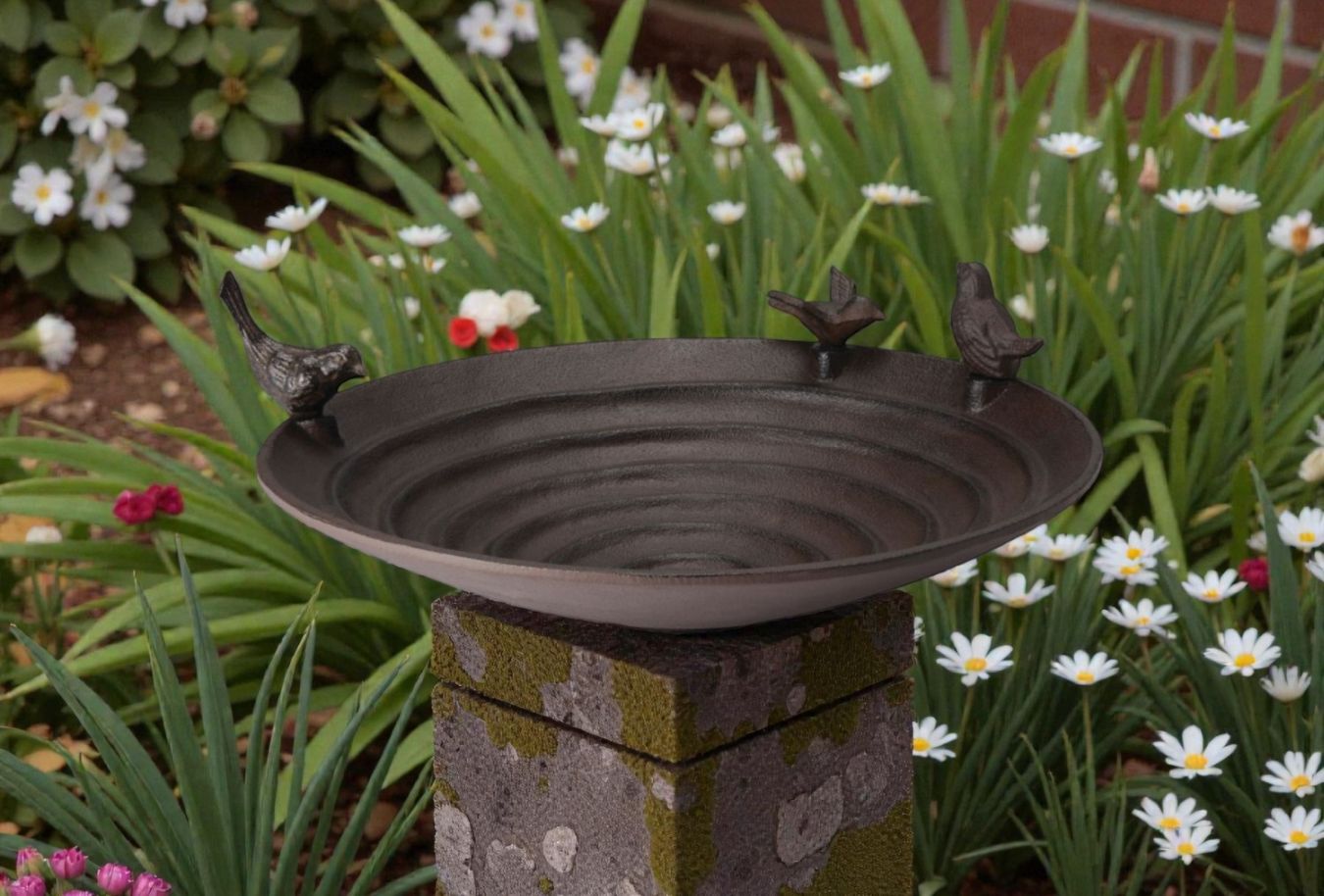 Pool bird bath Philippi