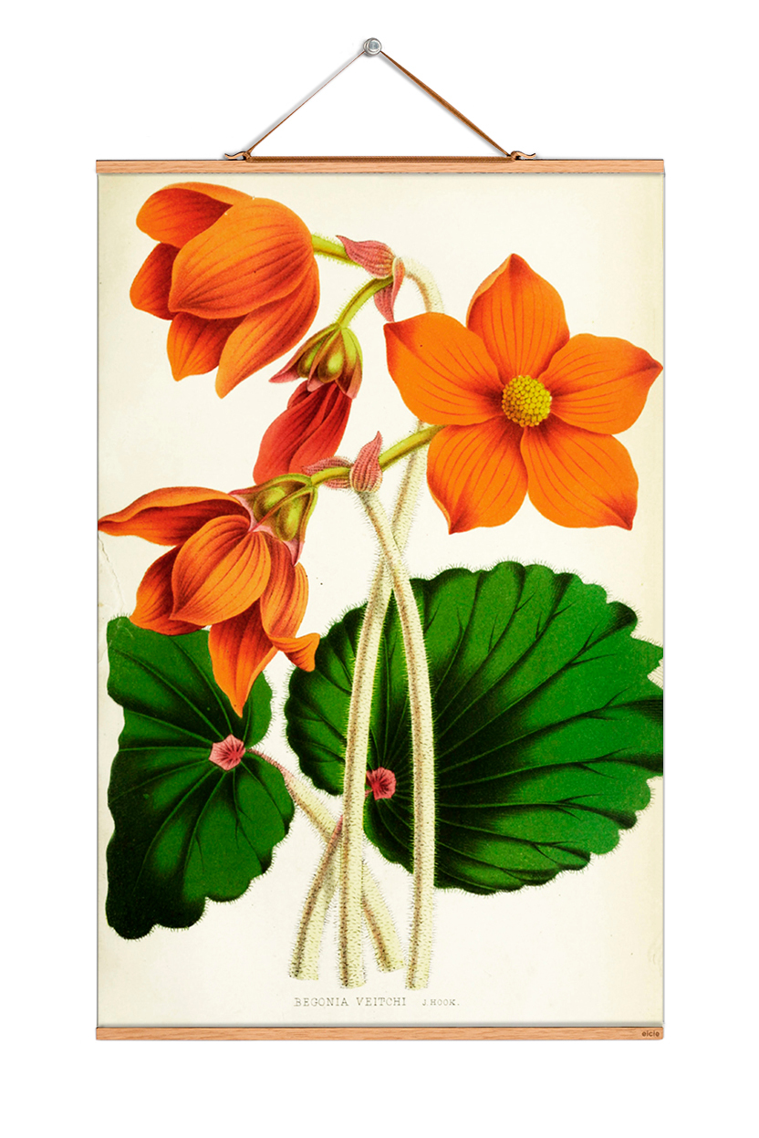 Flowers Poster No 191 eicie SINGLE PIECES