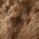 Shorn brown