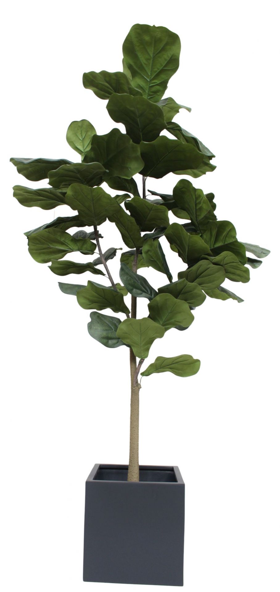 Taiga Lyrata Tree (Lyrata Tree) Artificial plant Tanaman   