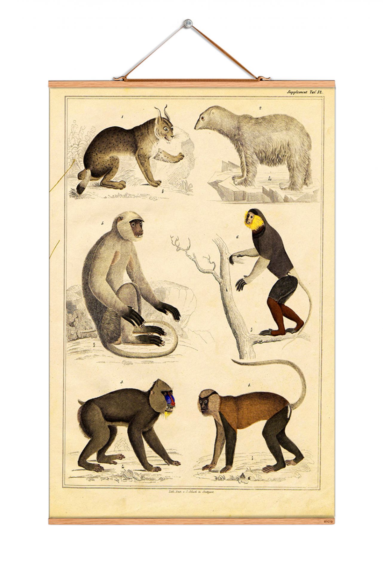 Animals Poster No 16 eicie SINGLE PIECES