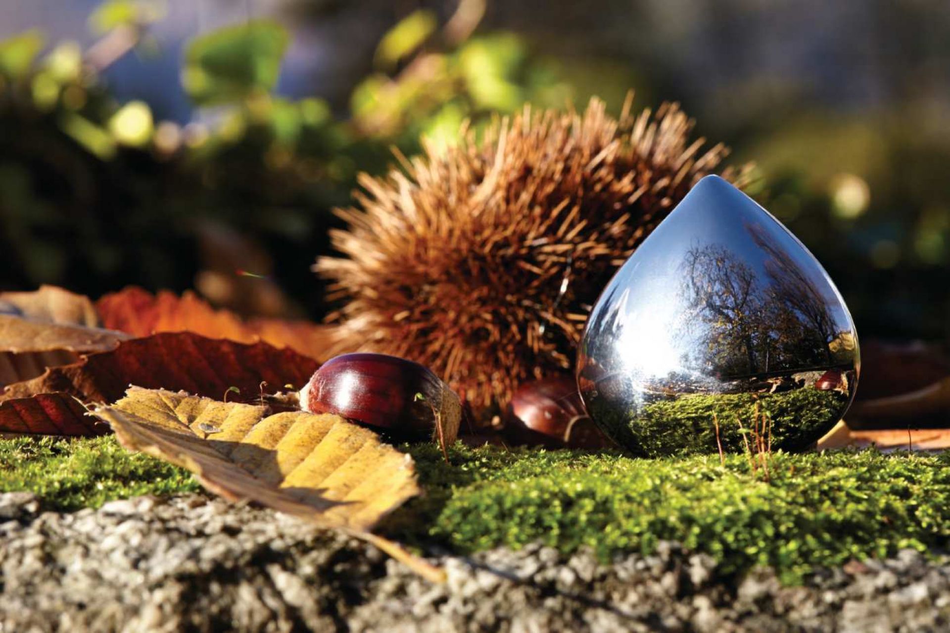 CHB01 Chestnut tablet dispenser Alessi