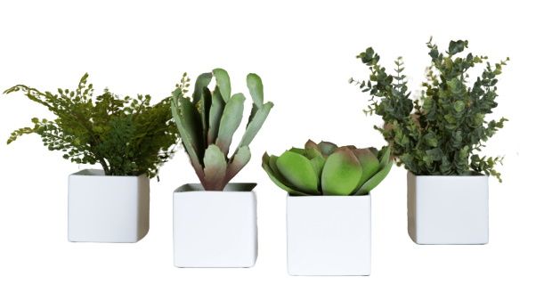 Phoenix Succulent Square Pots Set of 4 White (Square Pots) Artificial Plant Tanaman     