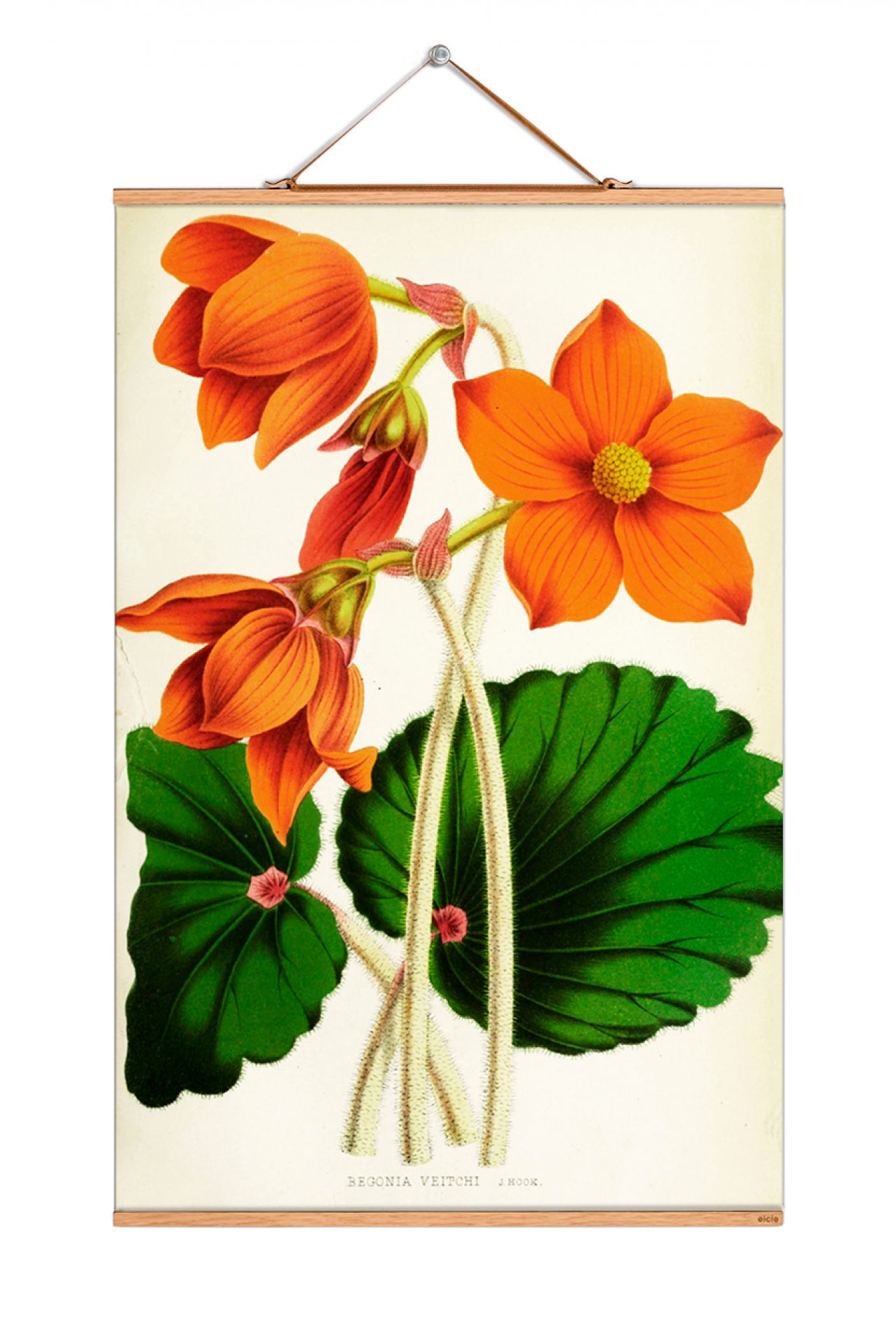 Flowers Poster No 191 eicie SINGLE PIECES