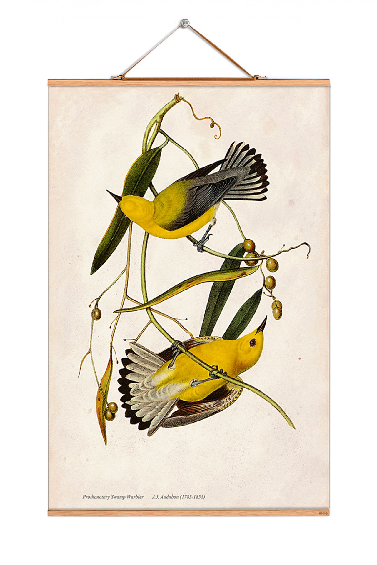 John James Audubon Poster No 69 eicie SINGLE PIECES